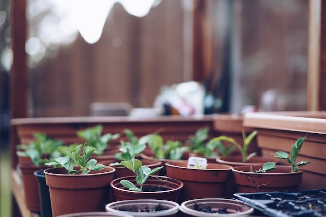 The automated greenhouse - the smart home blog. 